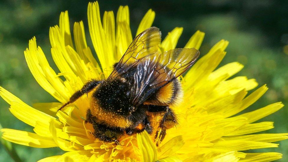 Bee on dandelion flower