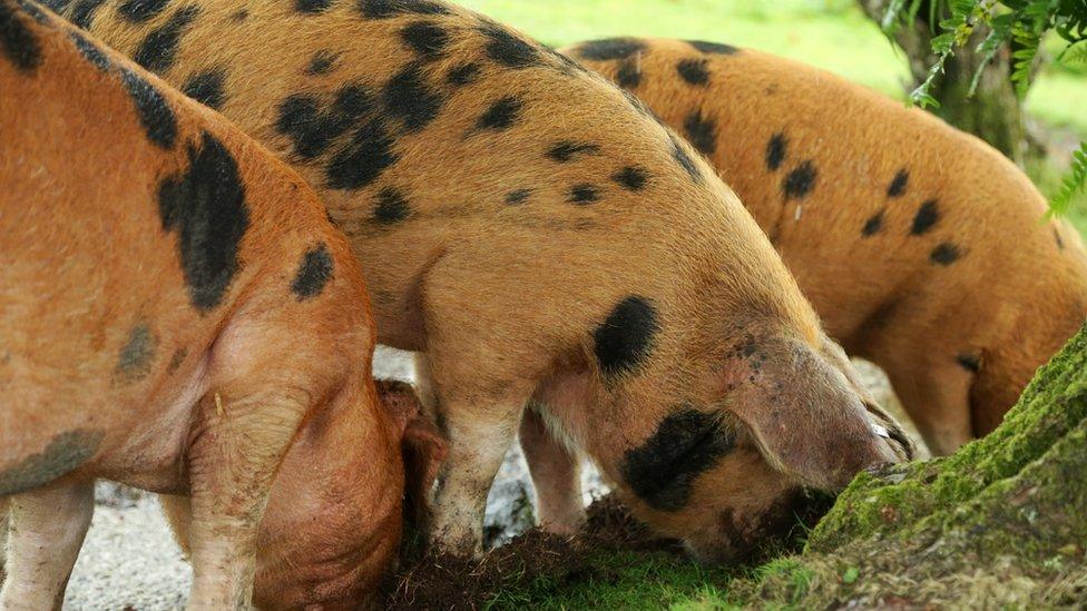 Three of the pigs on the moor