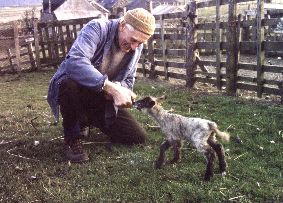 Man and lamb