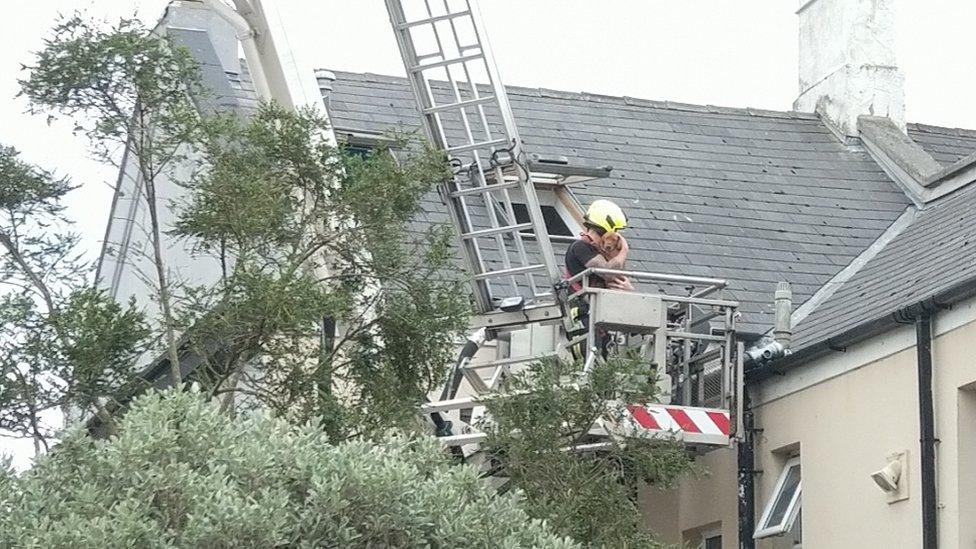 A puppy in the arms of a fireman on a cherry picker