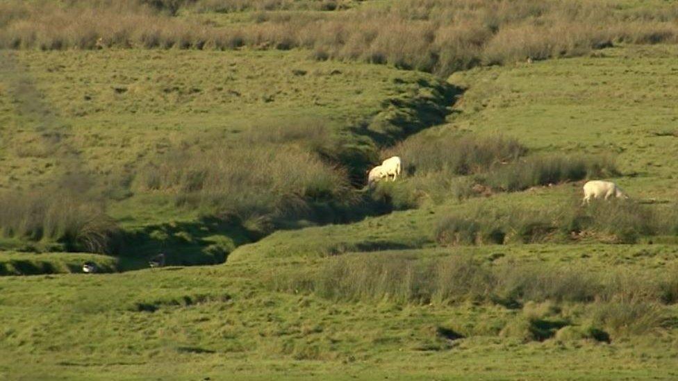 Sheep. A vital part of a centuries old way of life? Or human interference that stops nature in its tracks?