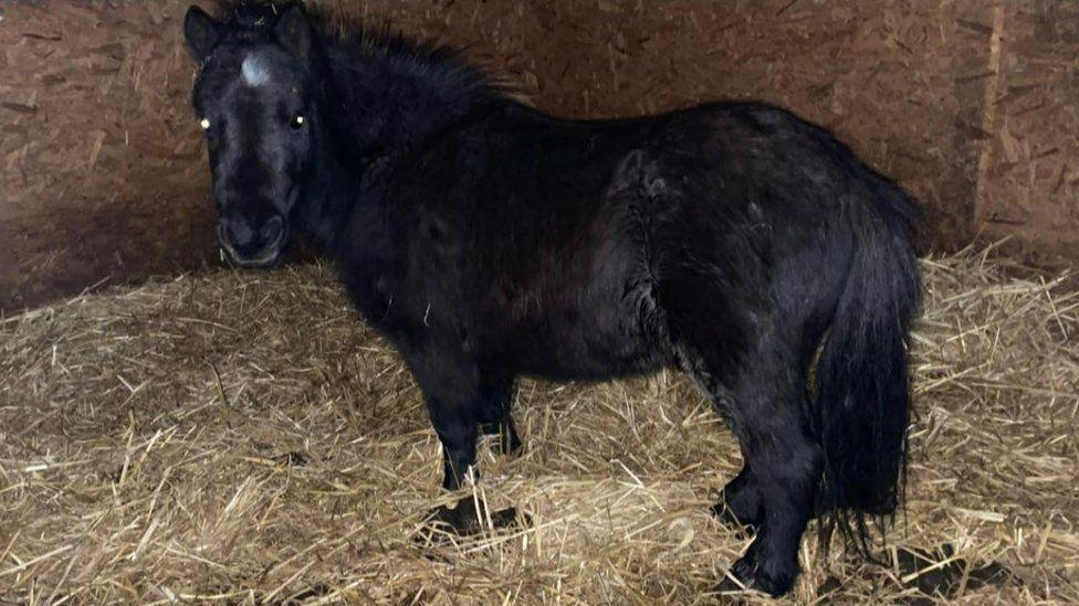 Black pony in stable with straw on the floor - the pony is look at the camera