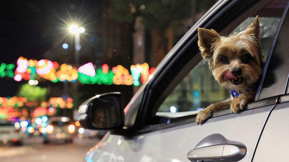 A Yorkshire terrier licks its lips as it looks out a car window. Neon Christmas light are visible in the distance on a street in Cape Town, South Africa - Tuesday 10 December 2024