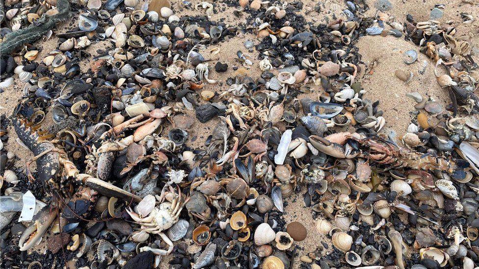 Dead crabs, lobsters and shellfish washed up on a beach near the River Tees.