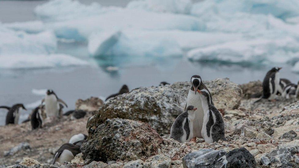 A gentoo penguin colony on Andersson Island, Antarctica.