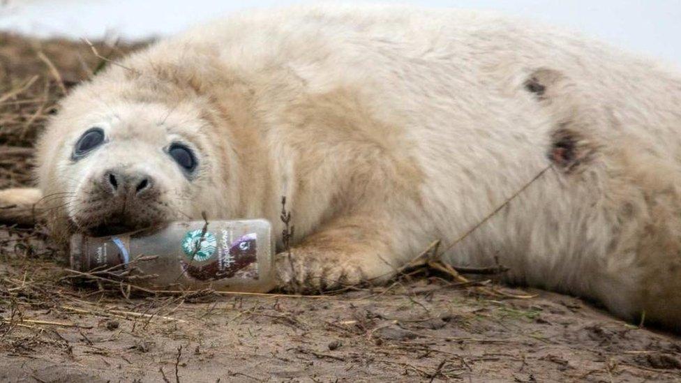 Seal with bottle in mouth