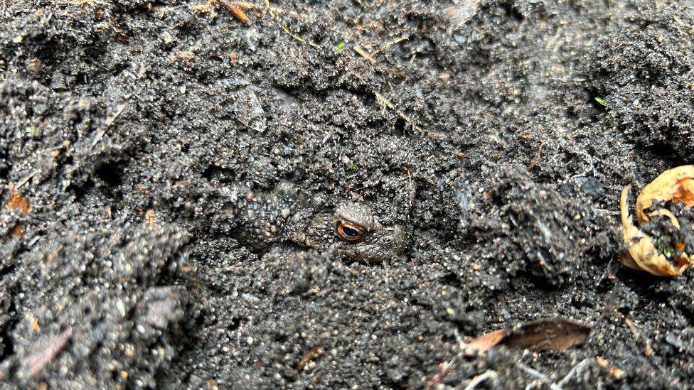 A muddy patch of a garden. The eye of a toad can be seen poking out of the mud. It is orange with a dark, black pupil.