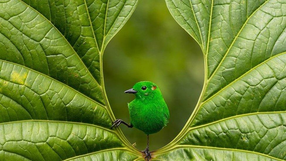 Glistening-green tanager on a leaf