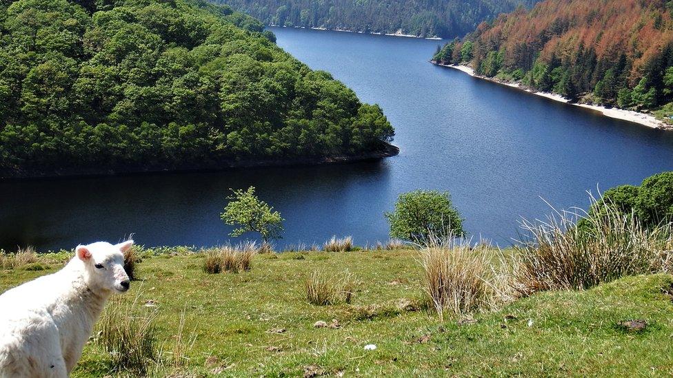 A photo of a lamb at the Rhandirmwyn dam near Llandovery