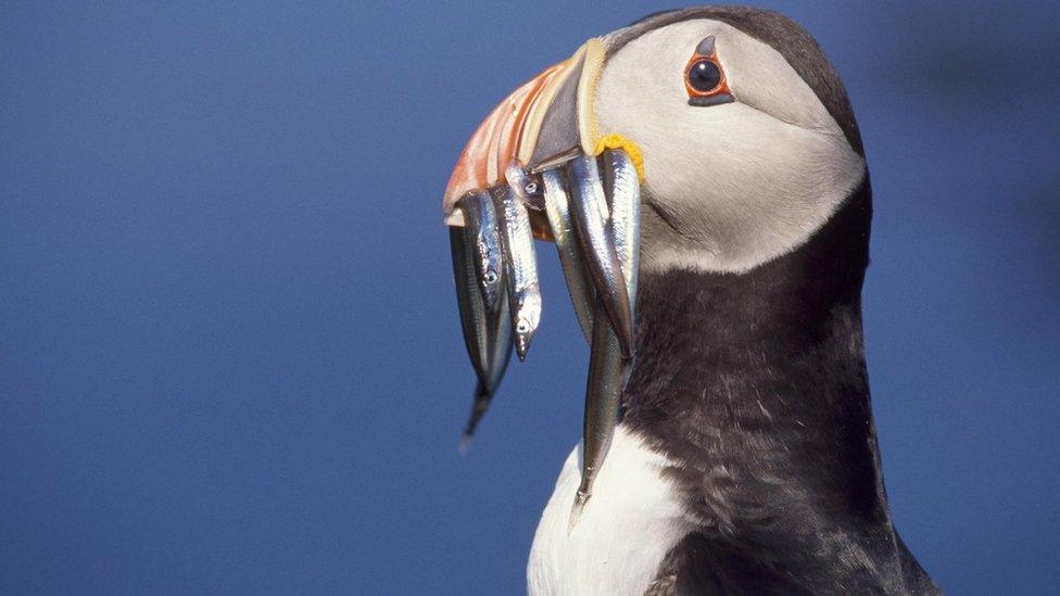 Puffin with fish