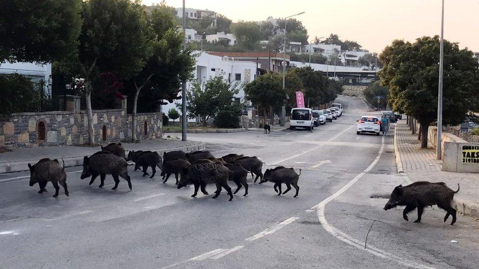 Boars-in-street.