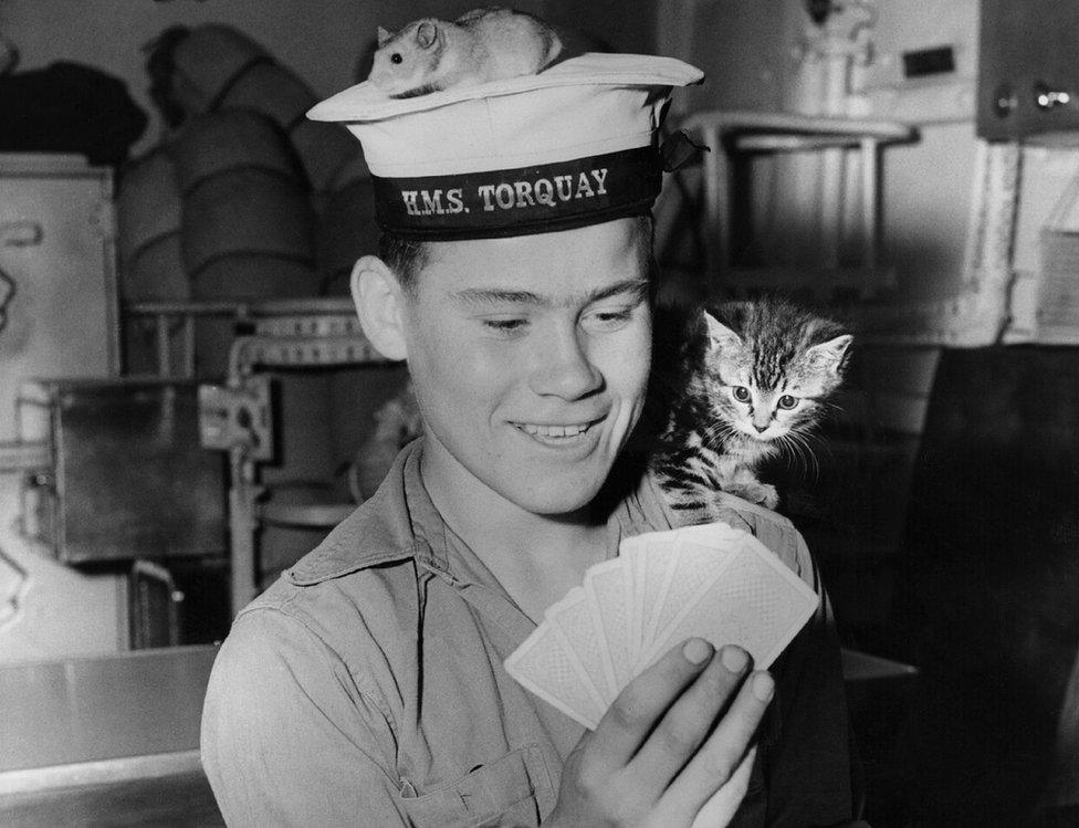 27th July 1956: Junior seaman Trevor Grunkhurn plays cards with the help of the ship's pets, Joey the golden hamster, and Smew the kitten. They are aboard the HMS 'Torquay', one of the new class of Anti-Submarine Frigates.