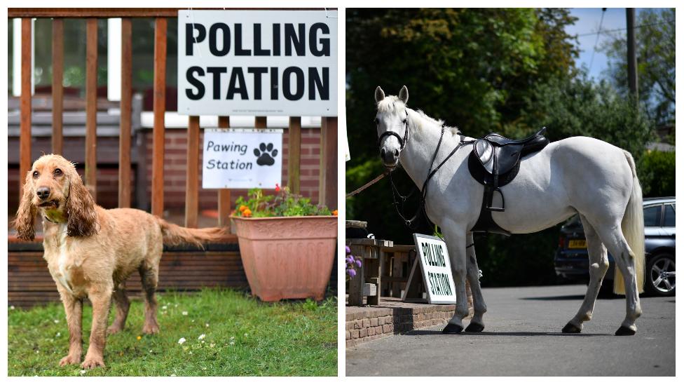 A dog and horse at polling stations