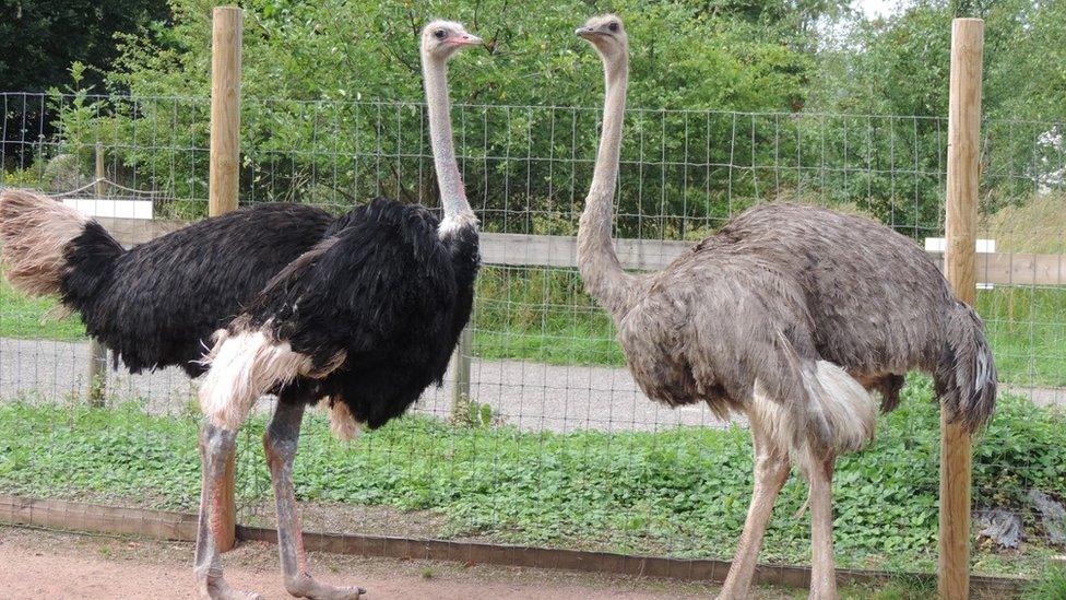 Two ostriches