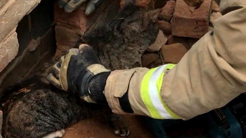 Cat rescued from wall