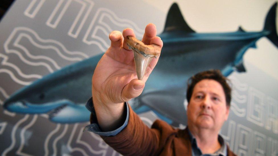 Philip Mullaly holds up the shark fossil