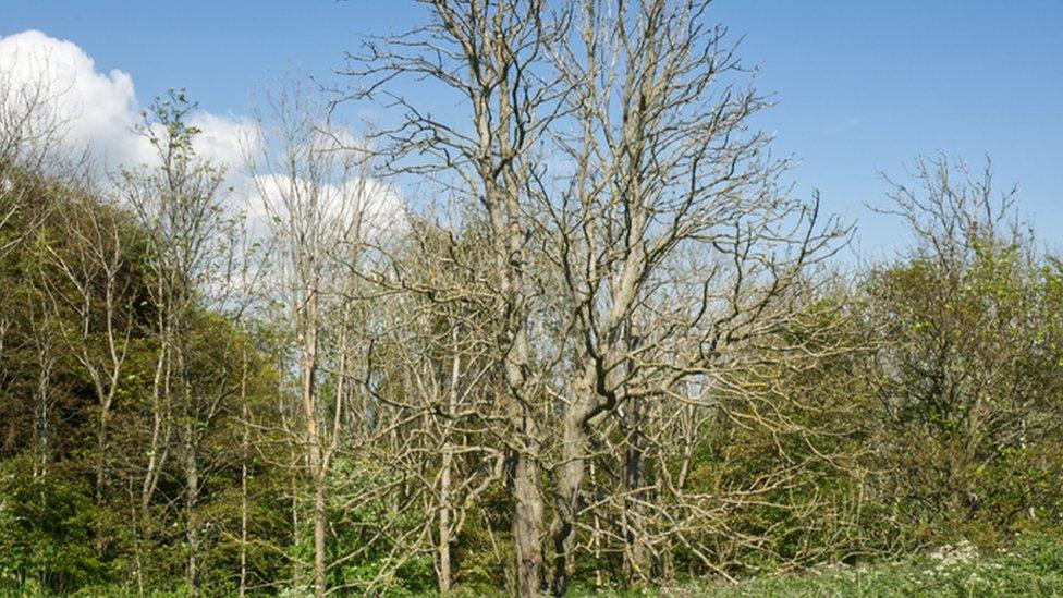 ash tree, no leaves