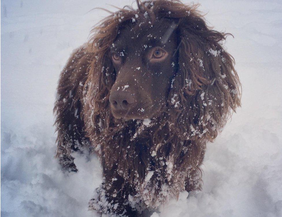 Weather watcher Steph said Finn wasn’t complaining about the weather in West Linton in the Borders