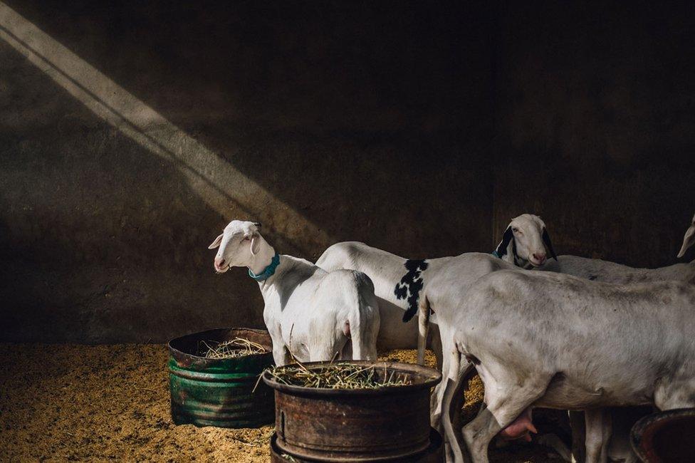 Sheep stored at the back of a market in Dakar, Senegal, as the evening sun sets through the roof.