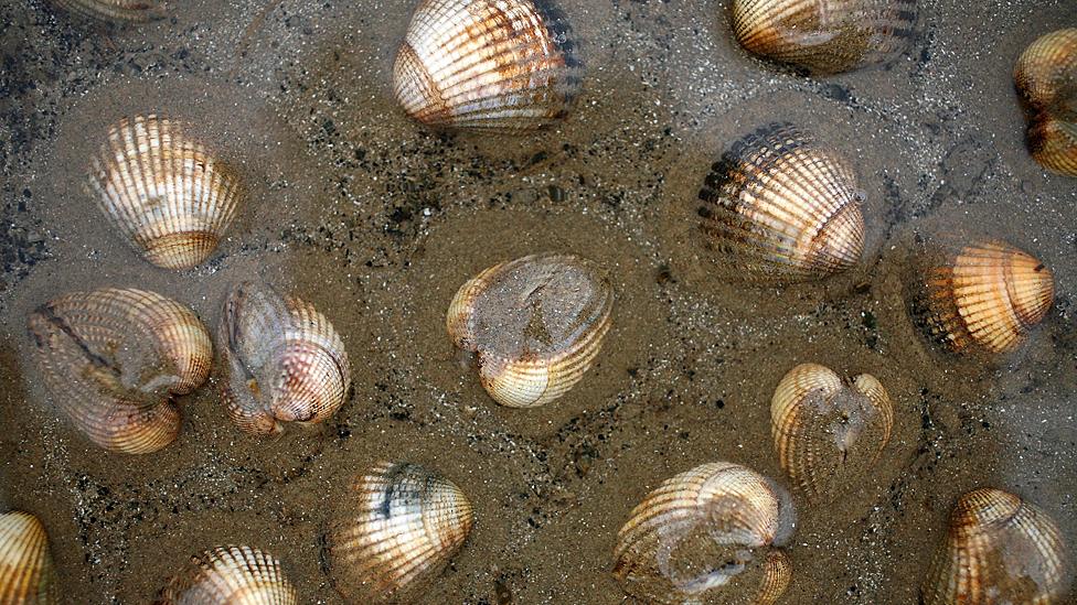 Cockles