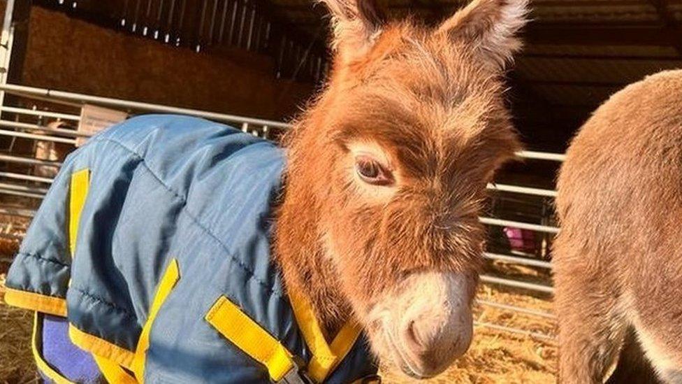 Moon the baby donkey