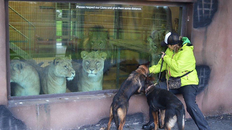 Dogs being shown to lions in a zoo