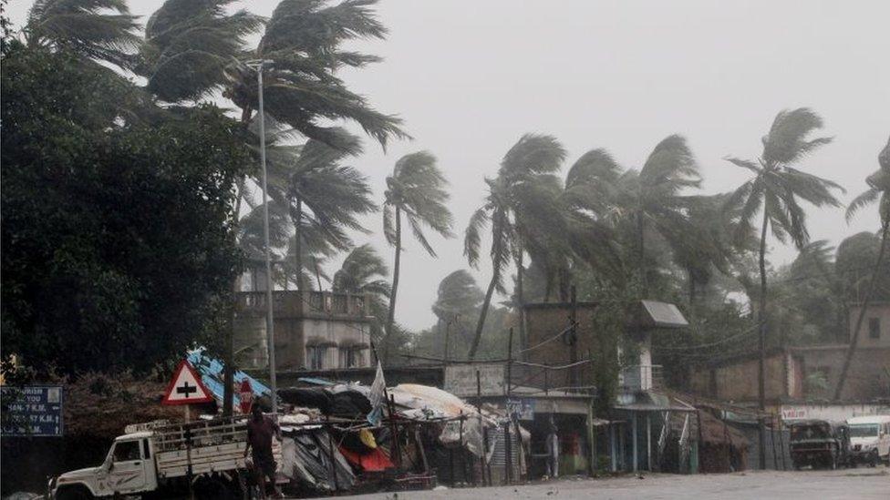 Heavy rain bends palm trees on the Orissa coast