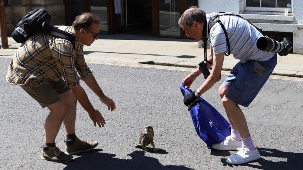 peregrine being rescued