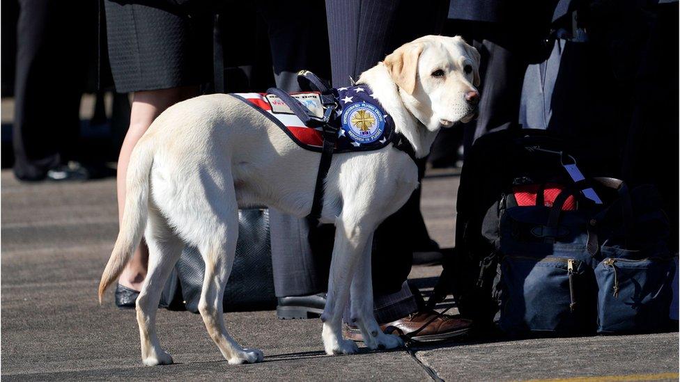 Sully the dog boarding Air Force One