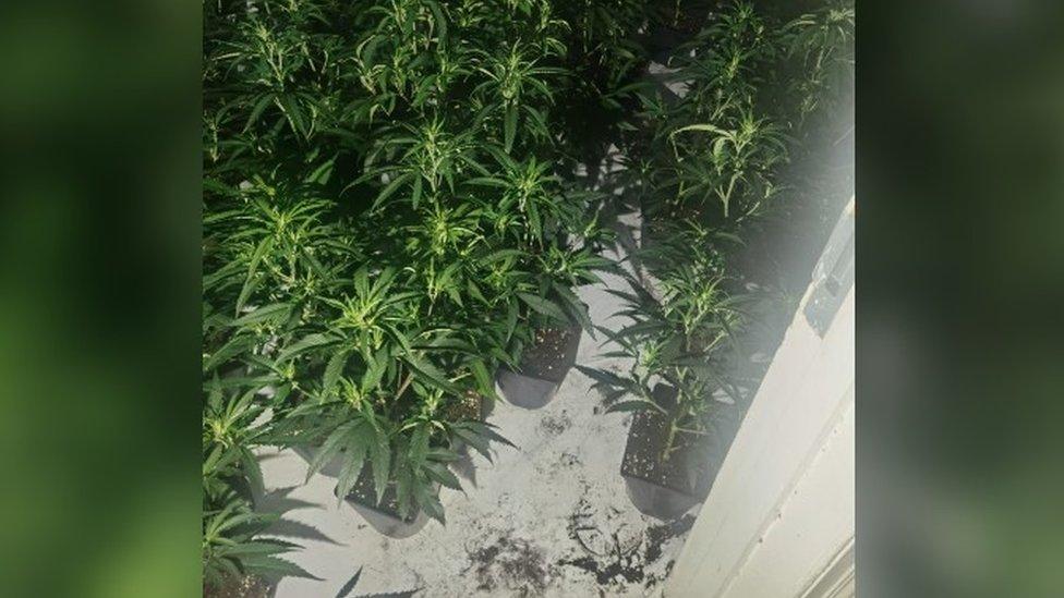 Plants seized from the former guest house in Birtley