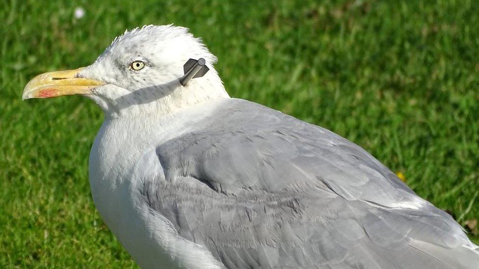 Injured seagull