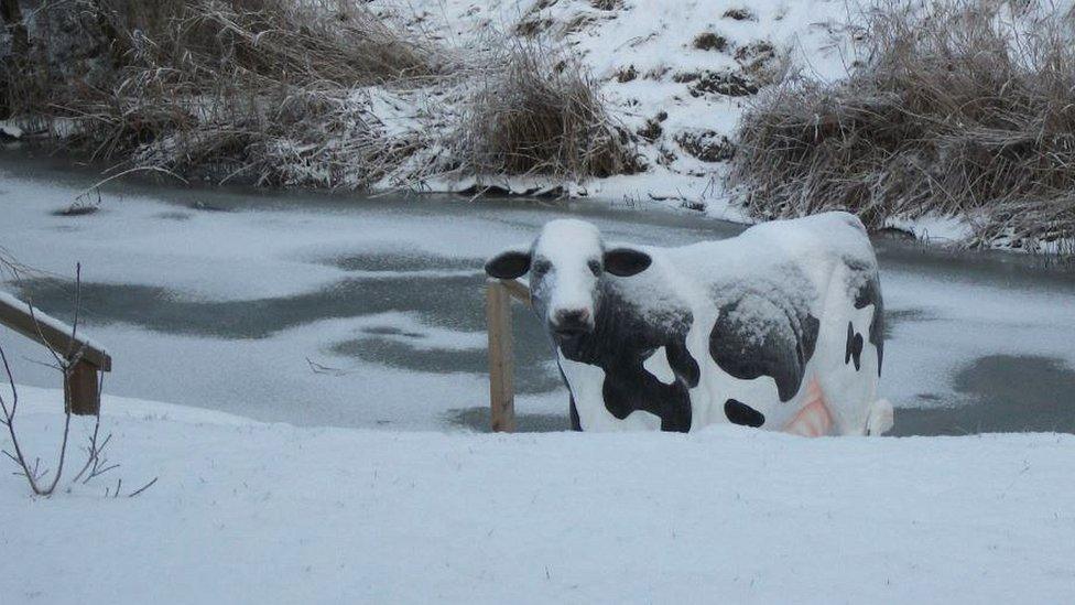 Blossom the cow in the snow