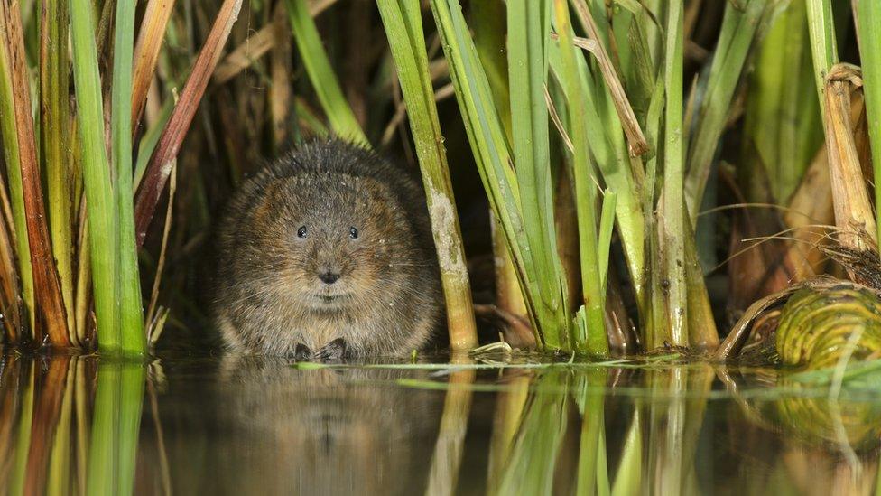 Water vole