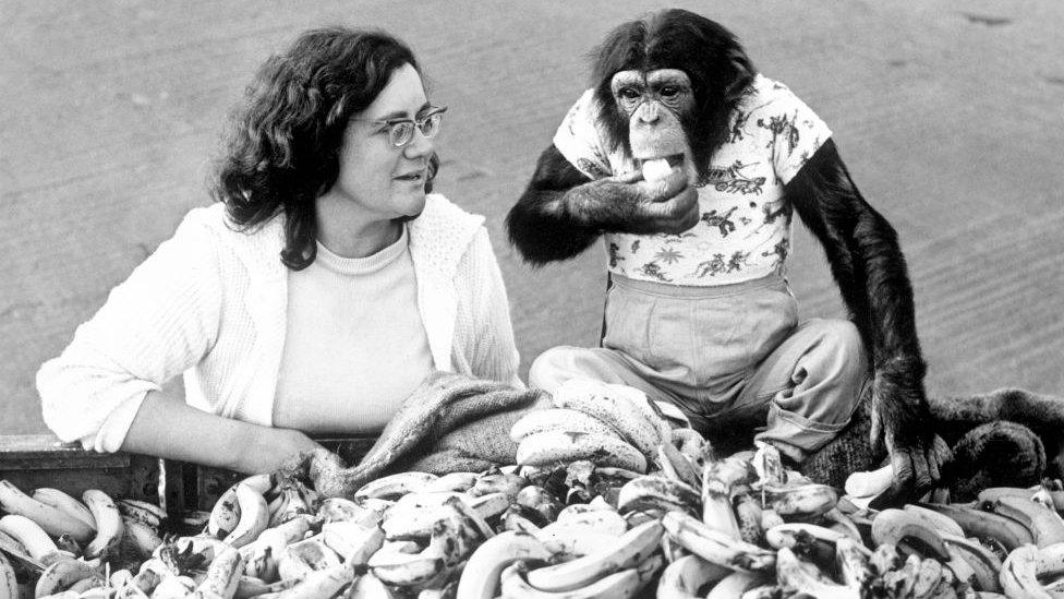 A chimp and its owner in the 1960s