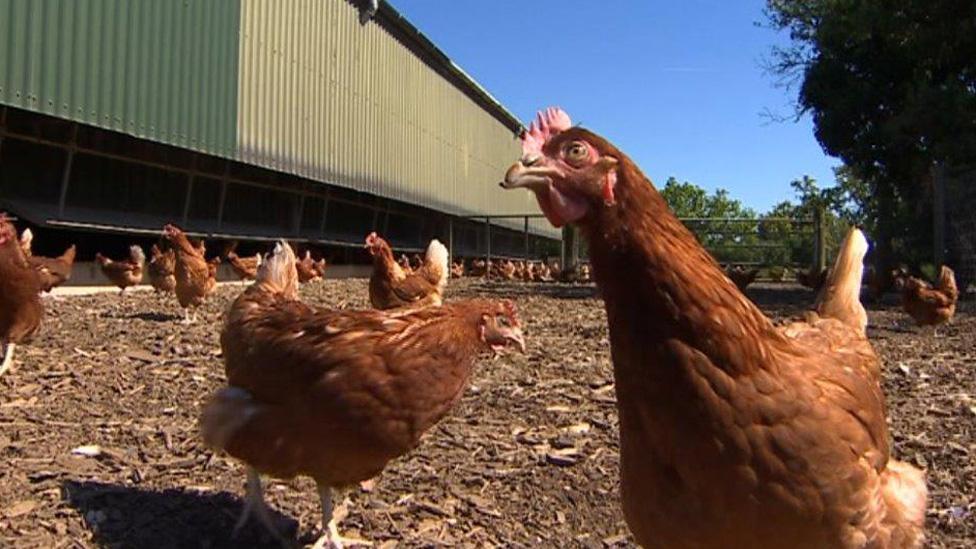 Hens on poultry farm at St Brides