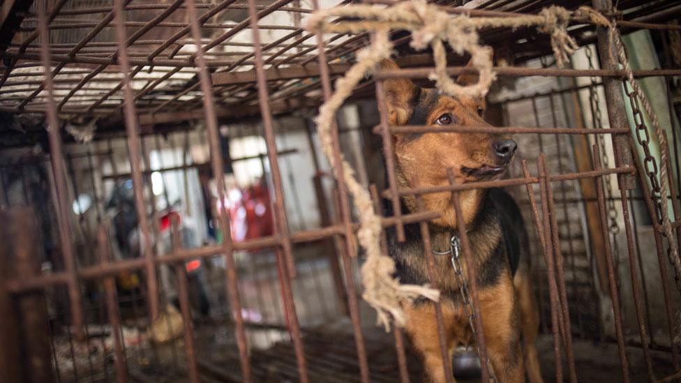 A dog seen in a cage in China before it is killed for its meat