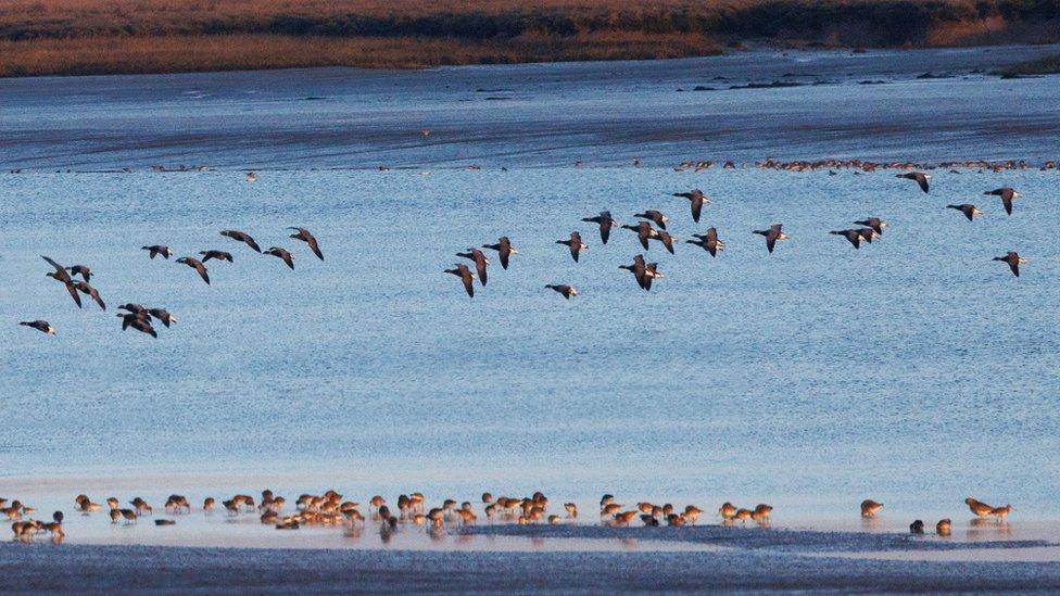 Dark bellied geese at Northey Island