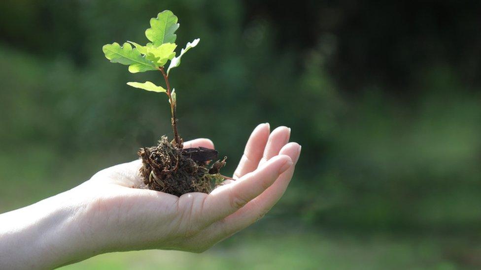 Oak tree sapling in hand