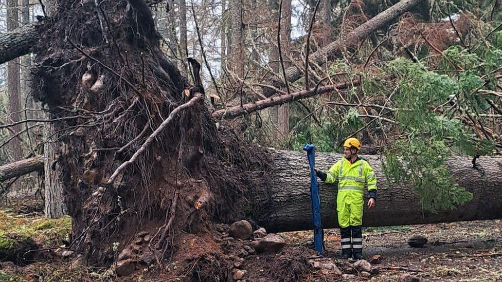 tree fallen