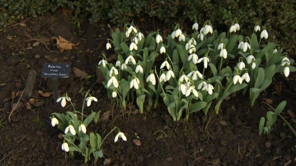 Snowdrops at Hill Close Gardens