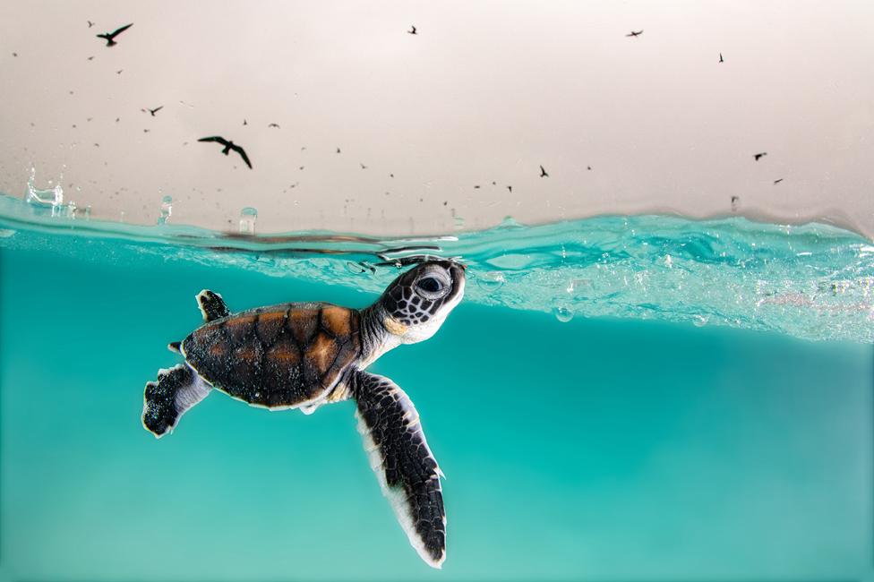 A green sea turtle hatchling surfacing for air, Heron Island, Australia