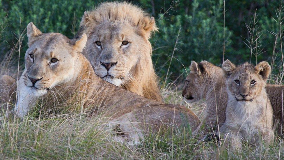 Family of lions at Sibuya game reserve