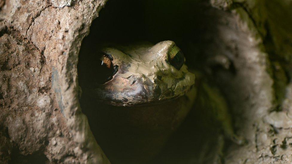 Mountain Chicken Frog