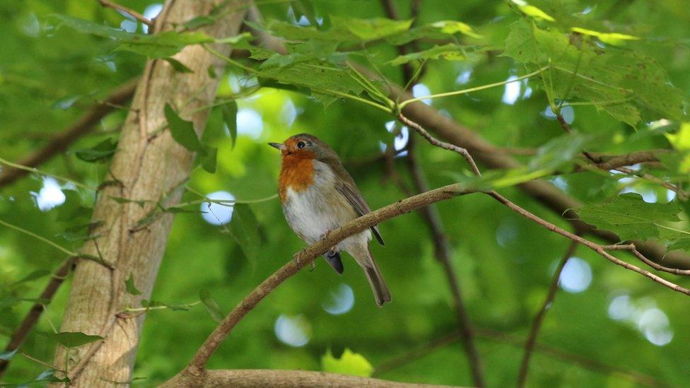 A robin in a tree in Cefn Onn Park in Cardiff