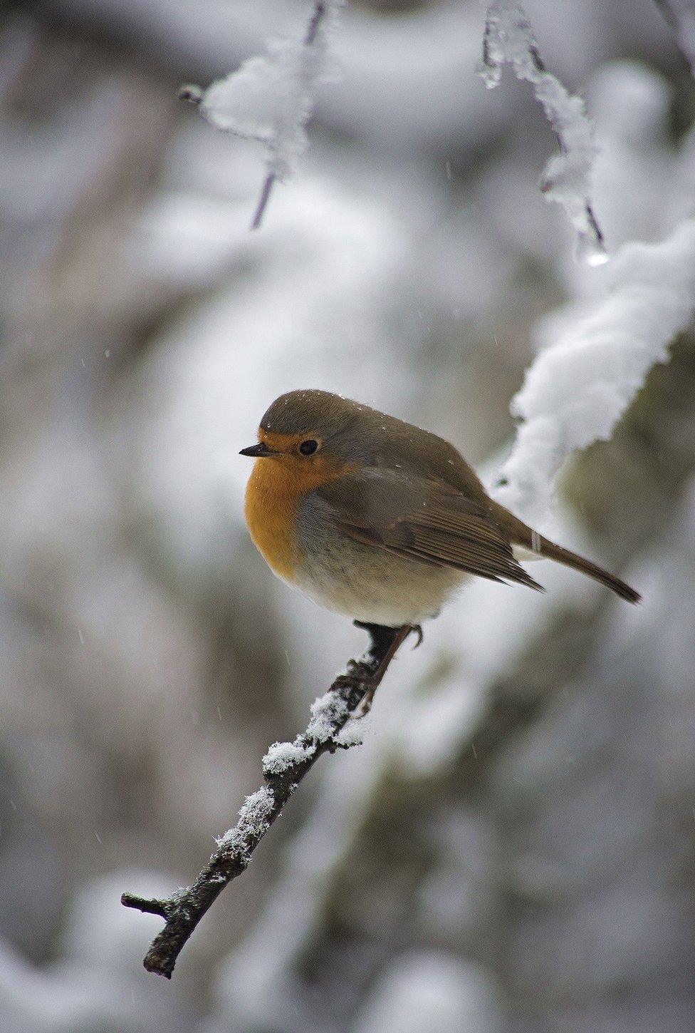 A robin on a snowy twig