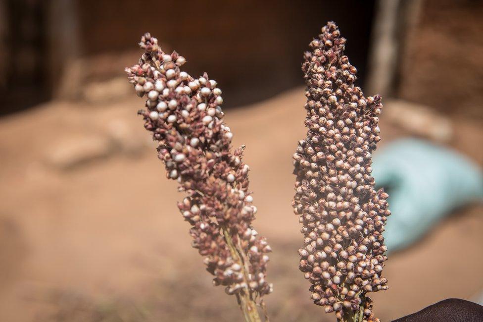 Two stalks of sorghum seeds