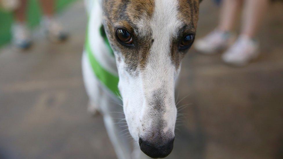 A greyhound at a racing track in Australia