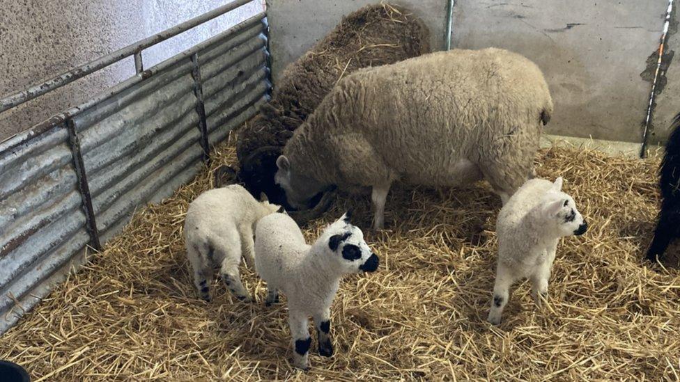 Newborn lambs in the pens