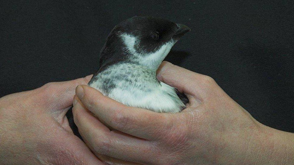 Auks