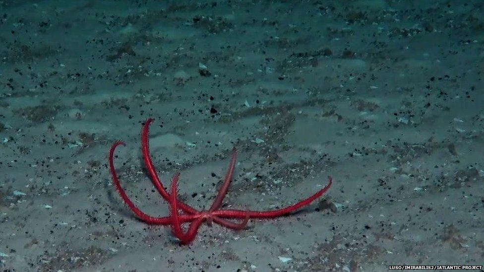 Deep sea floor